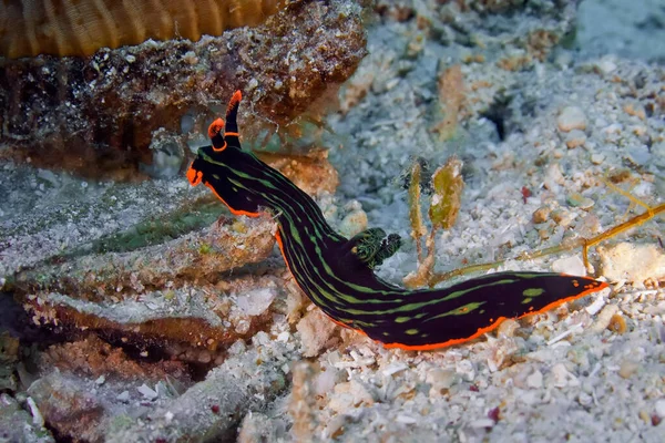 Nembrotha Nudibranch Kubaryana Arrastra Sobre Coral Cuerpo Oscuro Está Cubierto —  Fotos de Stock