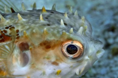 Sarı benekli kirpi balığı mercan üzerinde yüzer. Tehlike anında balıklar dikenli bir topa dönüşür. Sualtı makro fotoğrafçılığı