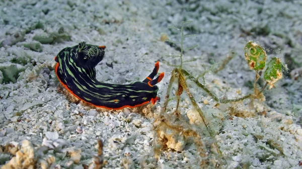 Nembrotha Kubaryana Nudibranch Arrastrándose Sobre Coral Cuerpo Oscuro Está Cubierto —  Fotos de Stock