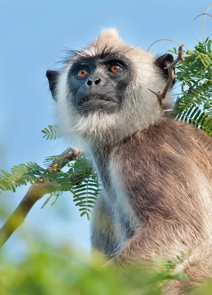 Langur - monkeys of Sri Lanka. The leader of the pack climbed to the top of the acacia tree to meet the sunrise. This species is distinguished by dark muzzles and light hair on the head.