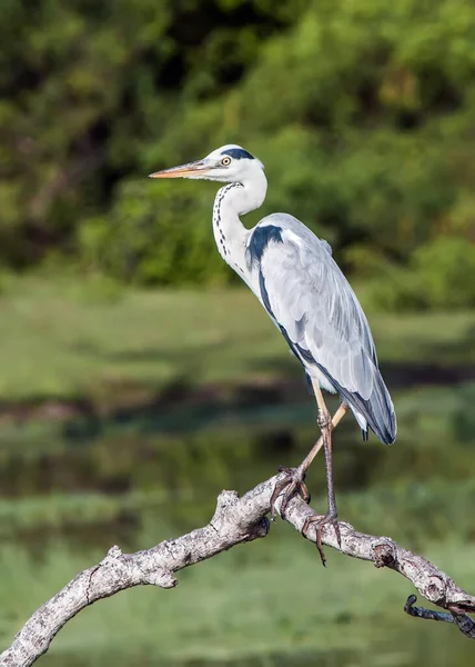 Szürke Heron Egy Száraz Ágán Pihent Srí Lanka Nemzeti Park — Stock Fotó