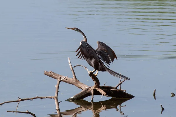 Keleti Darter Anhinga Melanogaster Szárítja Szárnyait Miközben Egy Száraz Faágon — Stock Fotó