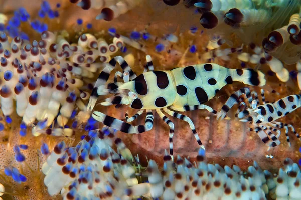 Coleman Prawns White Yellow Body Dark Large Spots Banded Legs — Stock Photo, Image