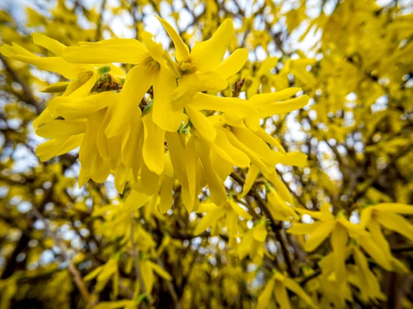 Bahar Başlangıcını Anons Eden Çiçek Açan Funda Çiçekleri — Stok fotoğraf