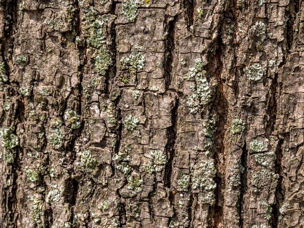 Bark Träd Textur Bakgrund — Stockfoto