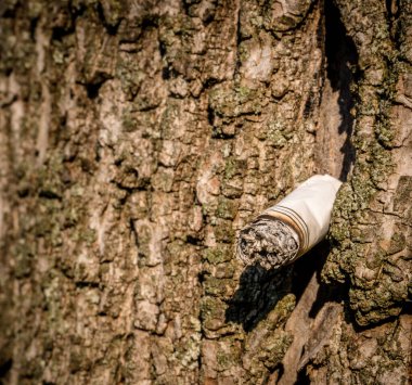 Bir cahil tarafından ağaç kabuğuna bırakılmış sigara. Yangın tehlikesi. Doğayı temiz ve güvenli tut..