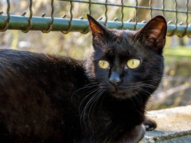 Parktaki çitin altında başıboş siyah kedi.