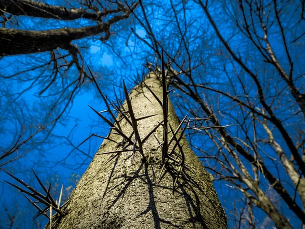 Шипы Стволе Дерева Голубым Фоном Художественный Подход Дерева Шипами Коре — стоковое фото