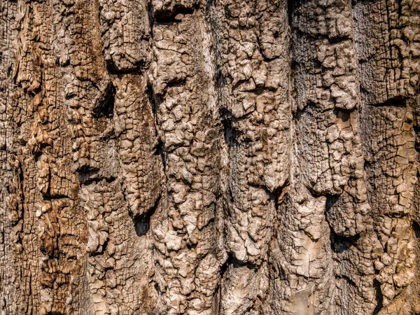 樹皮の木の質感の背景 古い木の皮 — ストック写真