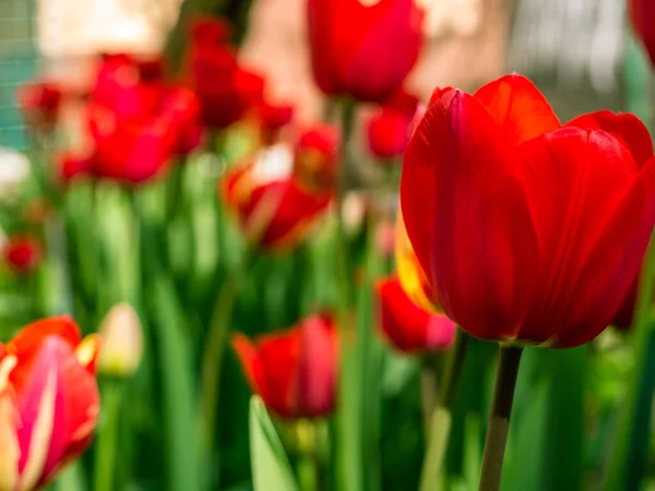 Hermosas Flores Tulipán Rojo Floreciendo Primavera Tulipanes Rojos Borrosos — Foto de Stock