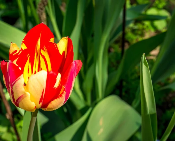Tulipán Único Con Hojas Verdes Fondo Hermoso Tulipán Color Amarillo — Foto de Stock
