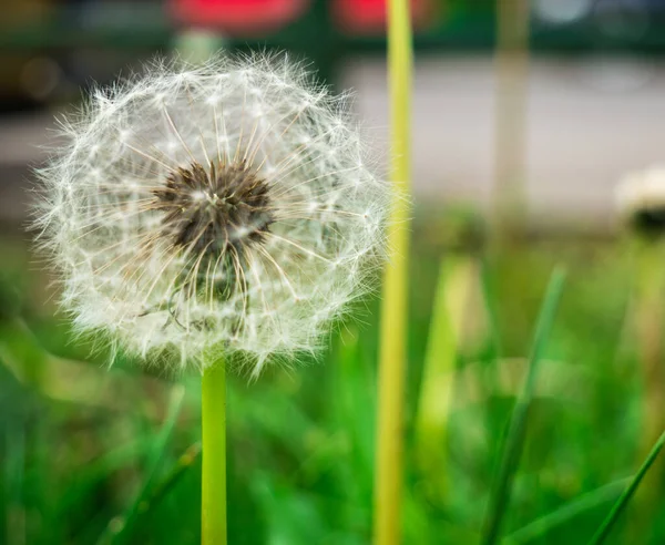 Beautiful dandelion against green background. Close up with a dandelion flower.
