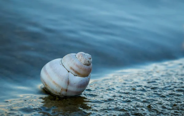 Enkele Geïsoleerde Slak Schelp Aan Oever Van Een Meer Spiraalvormige — Stockfoto