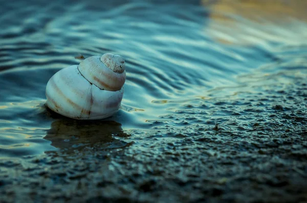 Pojedyncza Odosobniona Muszla Ślimaka Brzegu Jeziora Spiralna Skorupa Wodzie — Zdjęcie stockowe