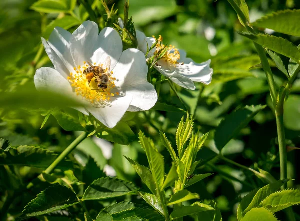 Ape Miele Che Raccoglie Polline Fiore Bianco Giallo Ape Che — Foto Stock