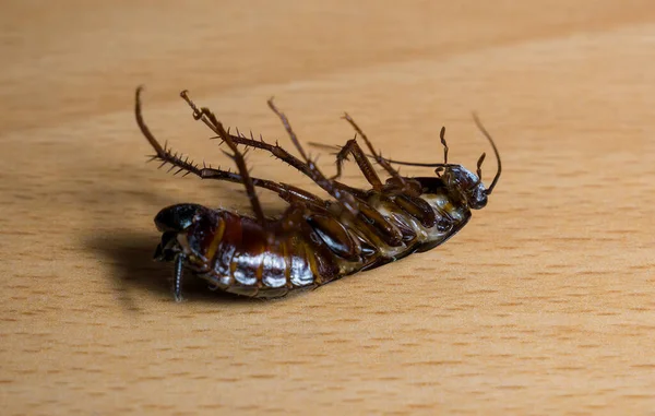 10+ Hundred Cockroach Killer Royalty-Free Images, Stock Photos & Pictures