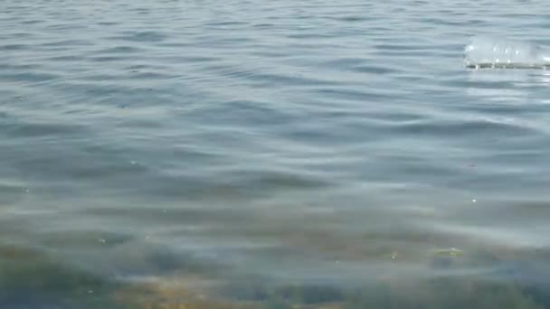 Romanya 'nın Bükreş kentinde bir gölün suyunda yüzen bir PET plastik şişe. Plastik kirliliği kavramı. — Stok video