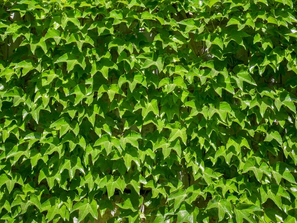 Pared Verde Fresco Natural Hecha Hojas Fondo Patrón Fondo Textura —  Fotos de Stock