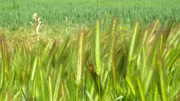 녹색 귀가 바람에 흔들려 요. 봄의 호밀 밭. — 비디오