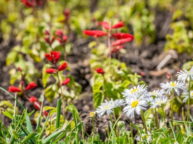 Yeşil çimen ve küçük sarı çiçeklerle dolu bir çayır ya da tarla. Bulanık seçici odak, bir alanda Papatya veya Matrikaria recutita ile.