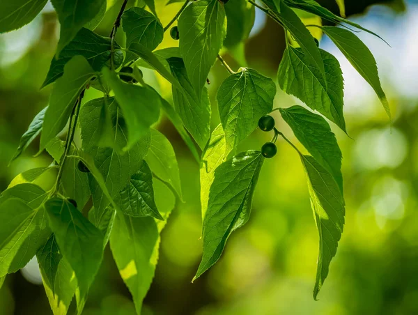 Friss Zöld Levelek Gyümölcsökkel Lógva Fáról — Stock Fotó