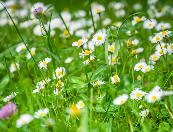 Prado Campo Lleno Hierba Verde Pequeñas Flores — Foto de Stock