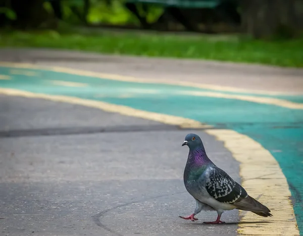 Άγριο Περιστέρι Columba Livia Domestica Περπατώντας Στο Πεζοδρόμιο Πόλη Περιστέρι — Φωτογραφία Αρχείου