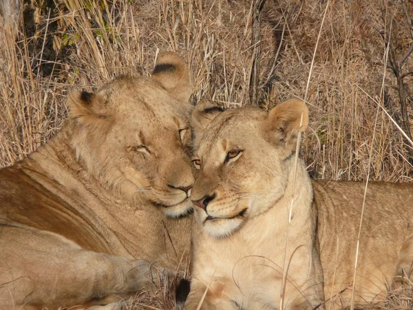 Dois Leões Abraçando Juntos Grama Brwon — Fotografia de Stock