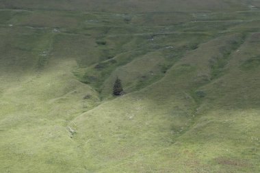 Gölgede yalnız ağaçla yeşil alan.