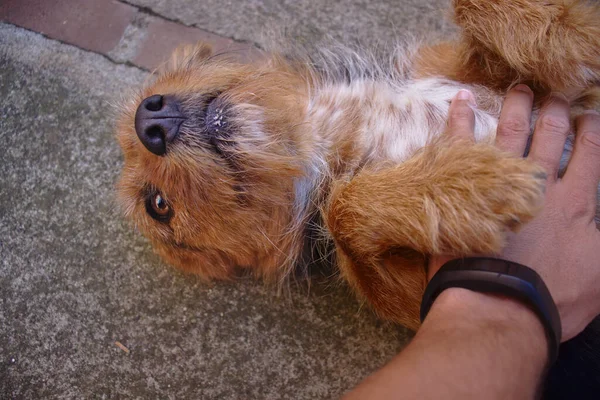 a cute dog getting a belly rub by a man wearing fitness watch.