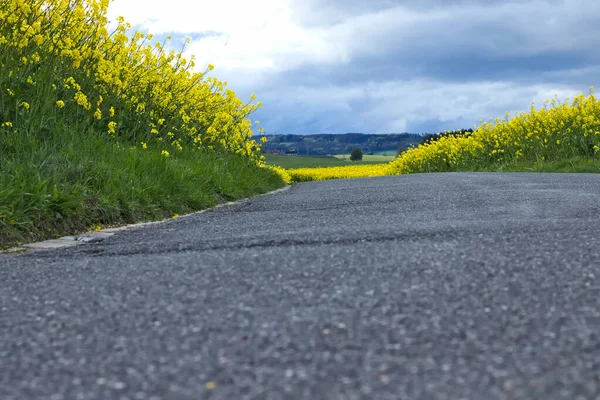 Sentier Béton Gris Travers Champ Jaune Des Rapaces Fleurs Campagne — Photo