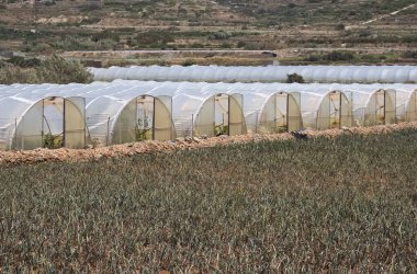 Önünde genç sebzeler olan plastik tünel seraları mavi gökyüzüne karşı dizili..