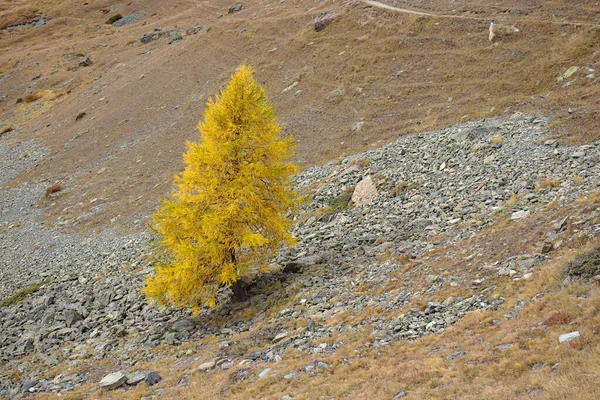 Amarelo Colorido Larch Árvore Outono Declive Rochoso — Fotografia de Stock