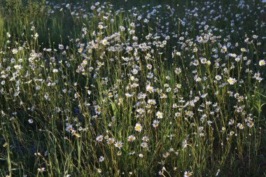 Papatya tarlası ve sabah güneşi.