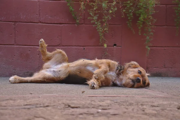 Köpek rahat bir şekilde uzanıyor ve bir bacağını kaldırıyor..
