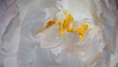 Beyaz şakayığı, sarı anteriyle kapat..