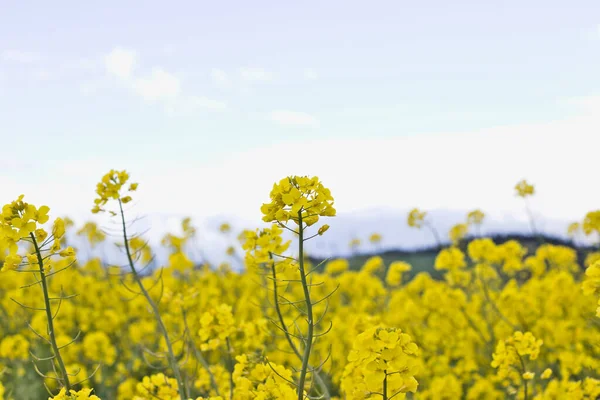 Reeds Yellow Blooming Raps Stormy Clouds — Stock Photo, Image