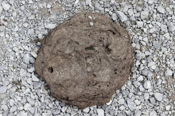 Çakıl yolunda yuvarlak ve kahverengi inek dışkısı..