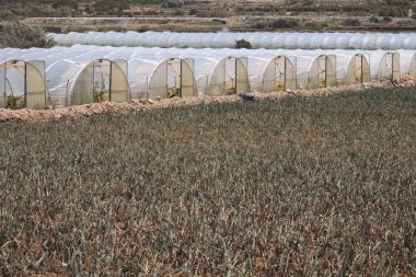 Önünde genç sebzeler olan plastik tünel seraları mavi gökyüzüne karşı dizili..