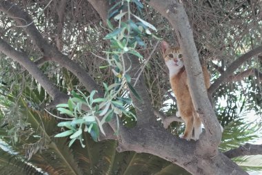 Kahverengi beyaz sokak kedisi şaşırmış görünüyor ağaçtan.
