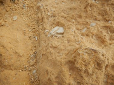 Bej kireç taşı dokusunda fosil parçaları var..