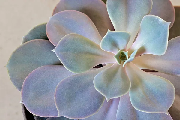 Top view of desert rose succulent.