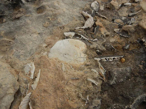 Fossilized white sea urchin embedded in brown stone. — Stock Photo, Image