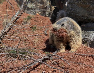 Alpine Marmot ağzında kahverengi çam iğneleri taşıyor..