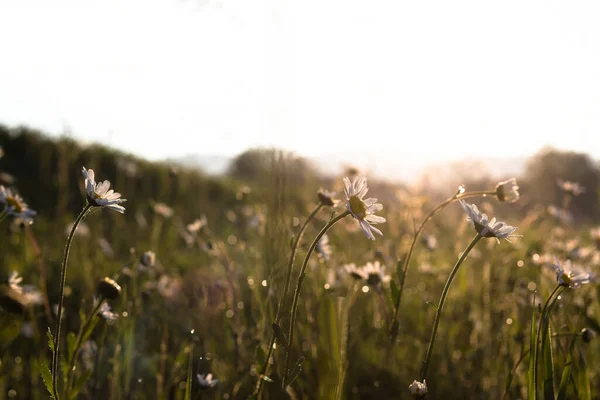 緑のぼやけた背景を持つ太陽に対して朝の光の中でマルグリットやデイジーの開花フィールド — ストック写真