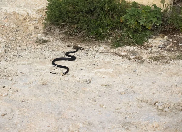 Black Snake Viper Vipera Berus Wriggling Beige Rocky Surface Green — Stock Photo, Image