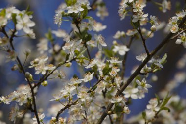 Hawthorn ya da Crataegus dalları mavi gökyüzünün önünde açarlar.