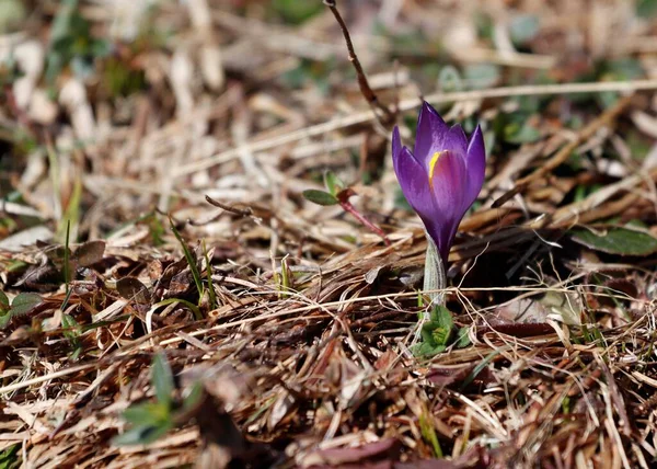 Crocus violet poussant dans l'herbe brune du printemps . — Photo