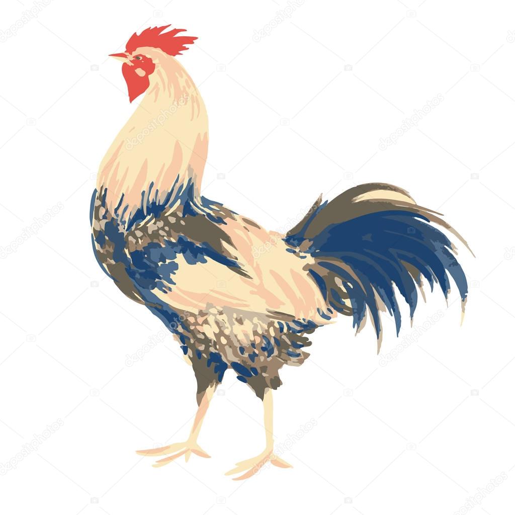 cock isolated on white background, art cock, print cock, decorat