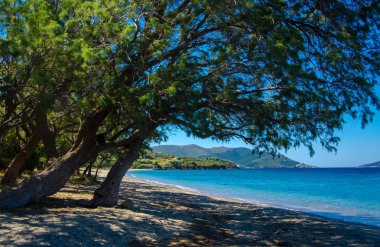 güzel deniz lagün ağaç